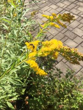 Image of Solidago altissima subsp. altissima