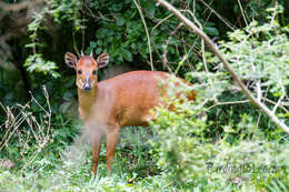 Image of Natal Duiker