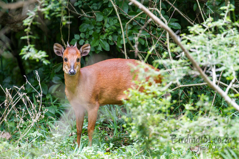 Image of Natal Duiker