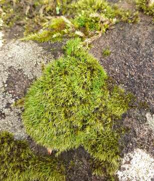 Image of grimmia dry rock moss