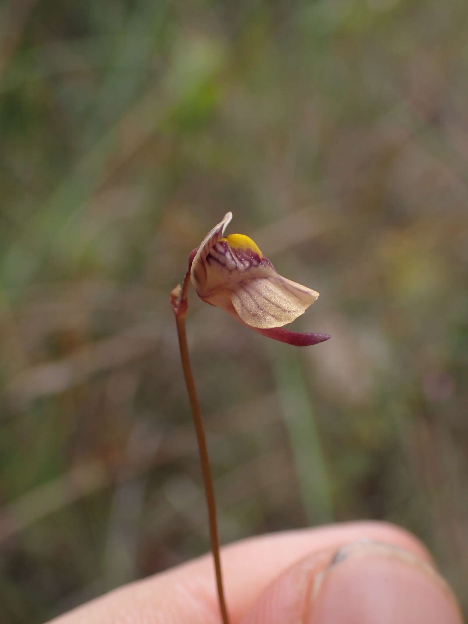 Image of Utricularia hispida Lam.