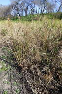 Image of Giant Flat Sedge