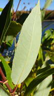 Salix famelica (C. R. Ball) Argus resmi