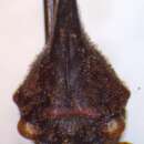 Image of Aconophora marginata Walker