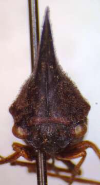 Image of Aconophora marginata Walker