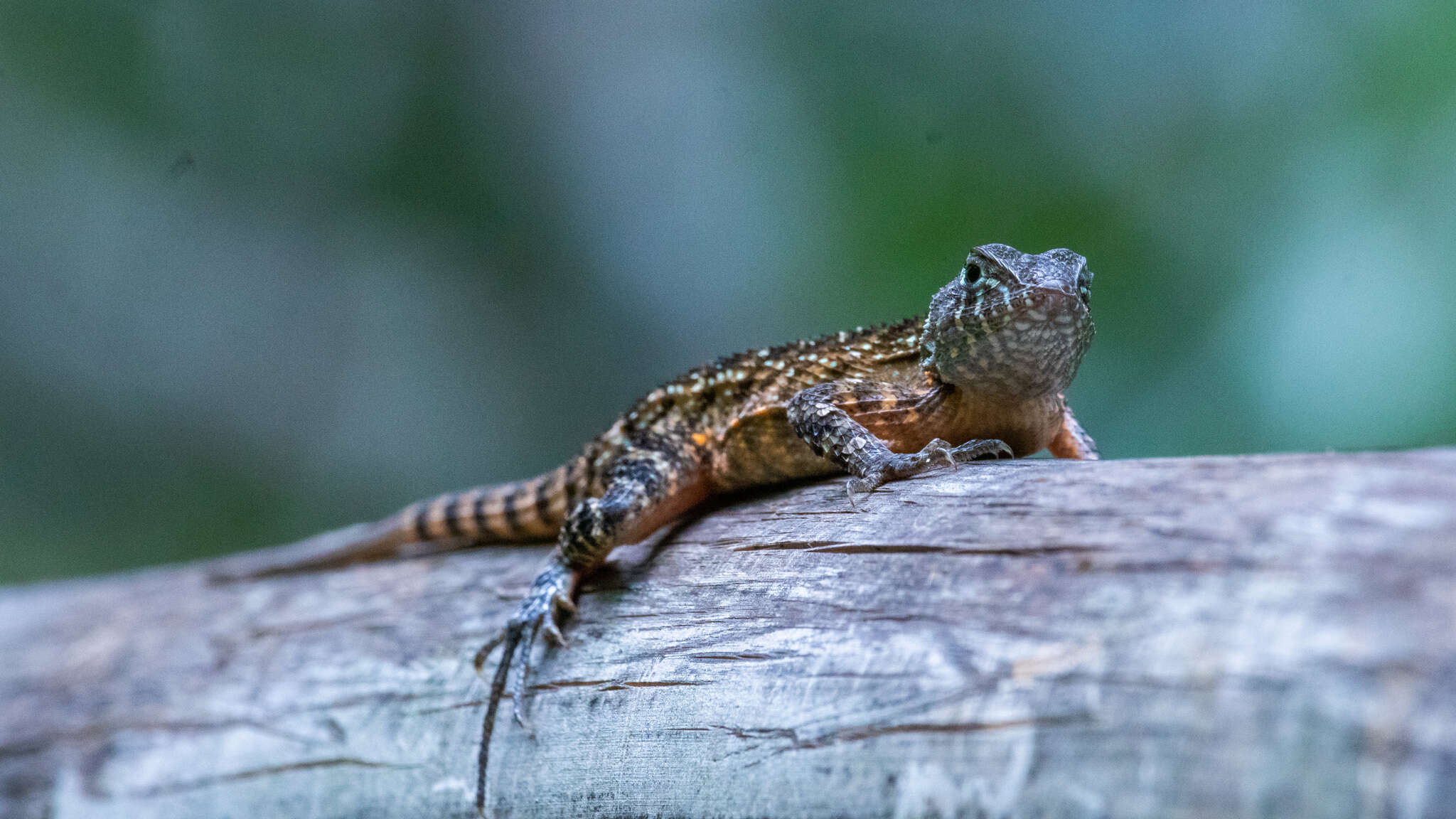 Sivun Sceloporus utiformis Cope 1864 kuva