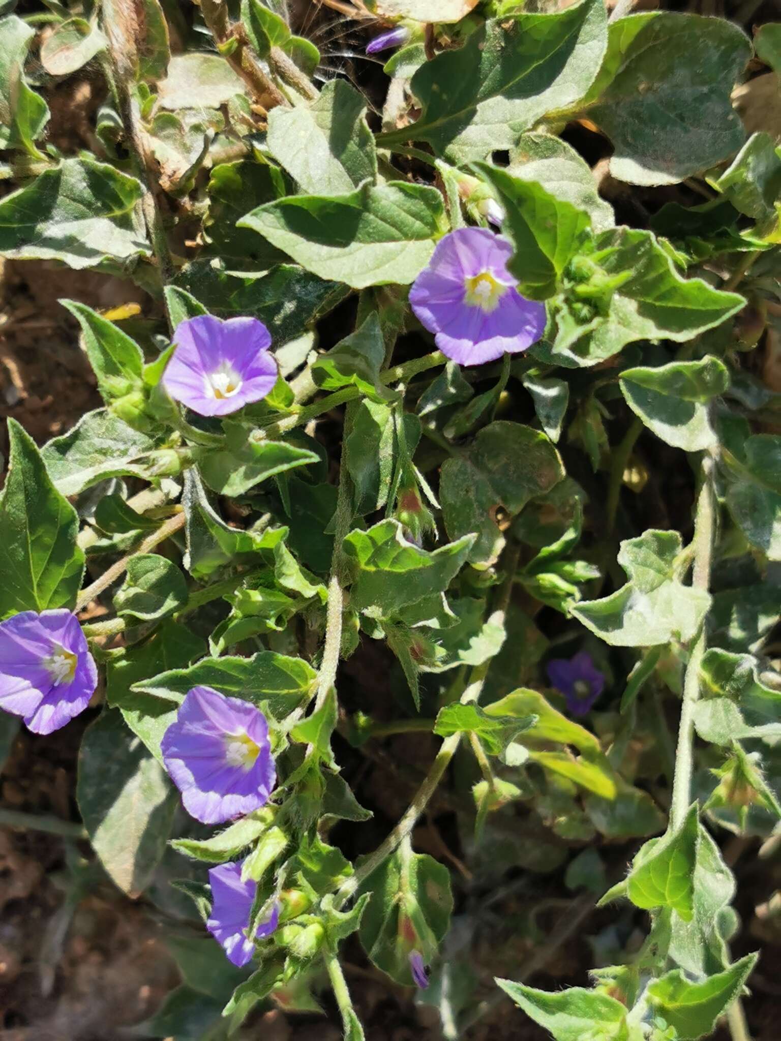 Image de Convolvulus siculus L.