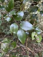 Image of Glossy sourberry