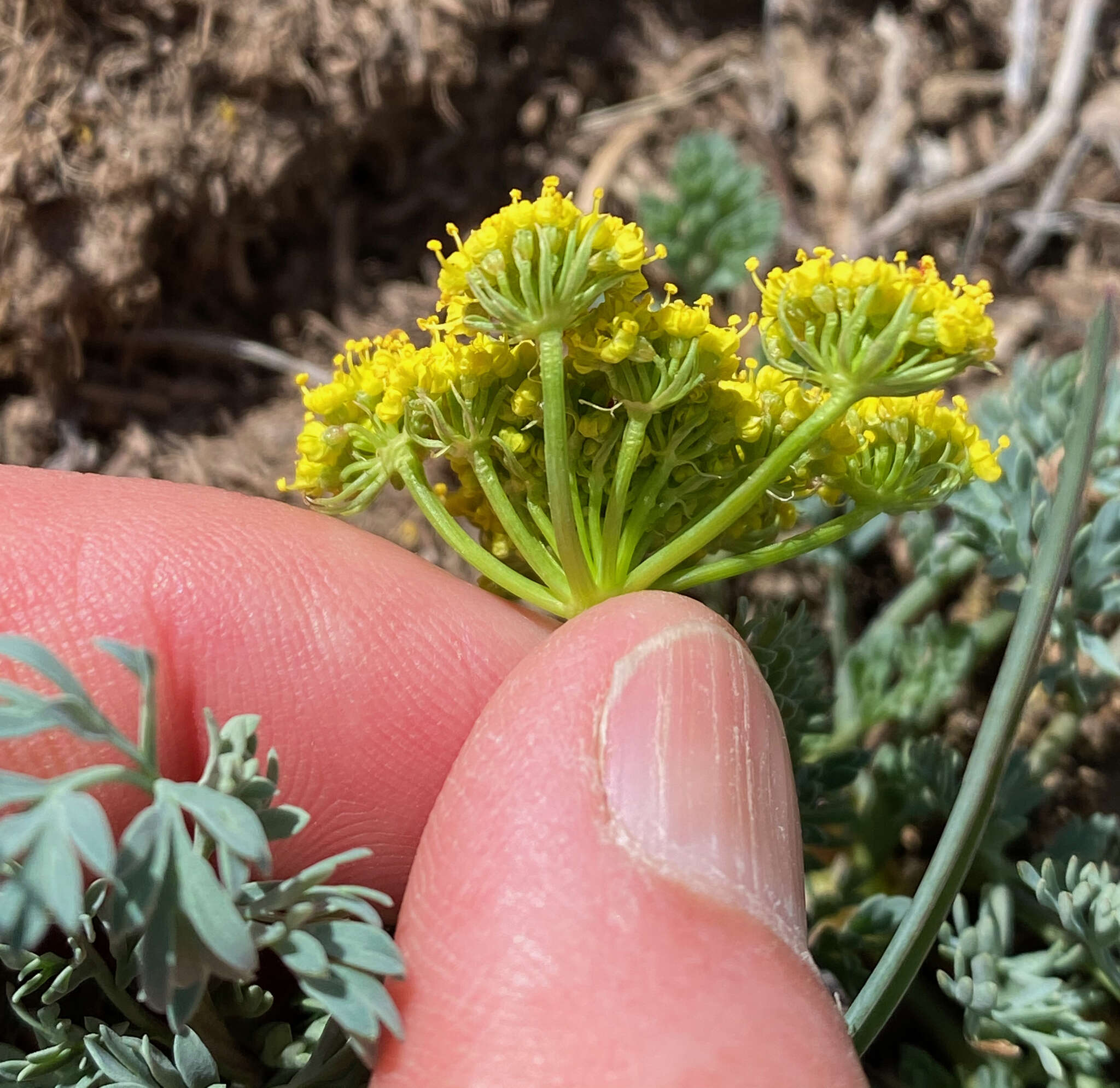 Imagem de Lomatium donnellii (Coult. & Rose) Coult. & Rose