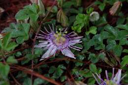 Passiflora karwinskii Mast.的圖片