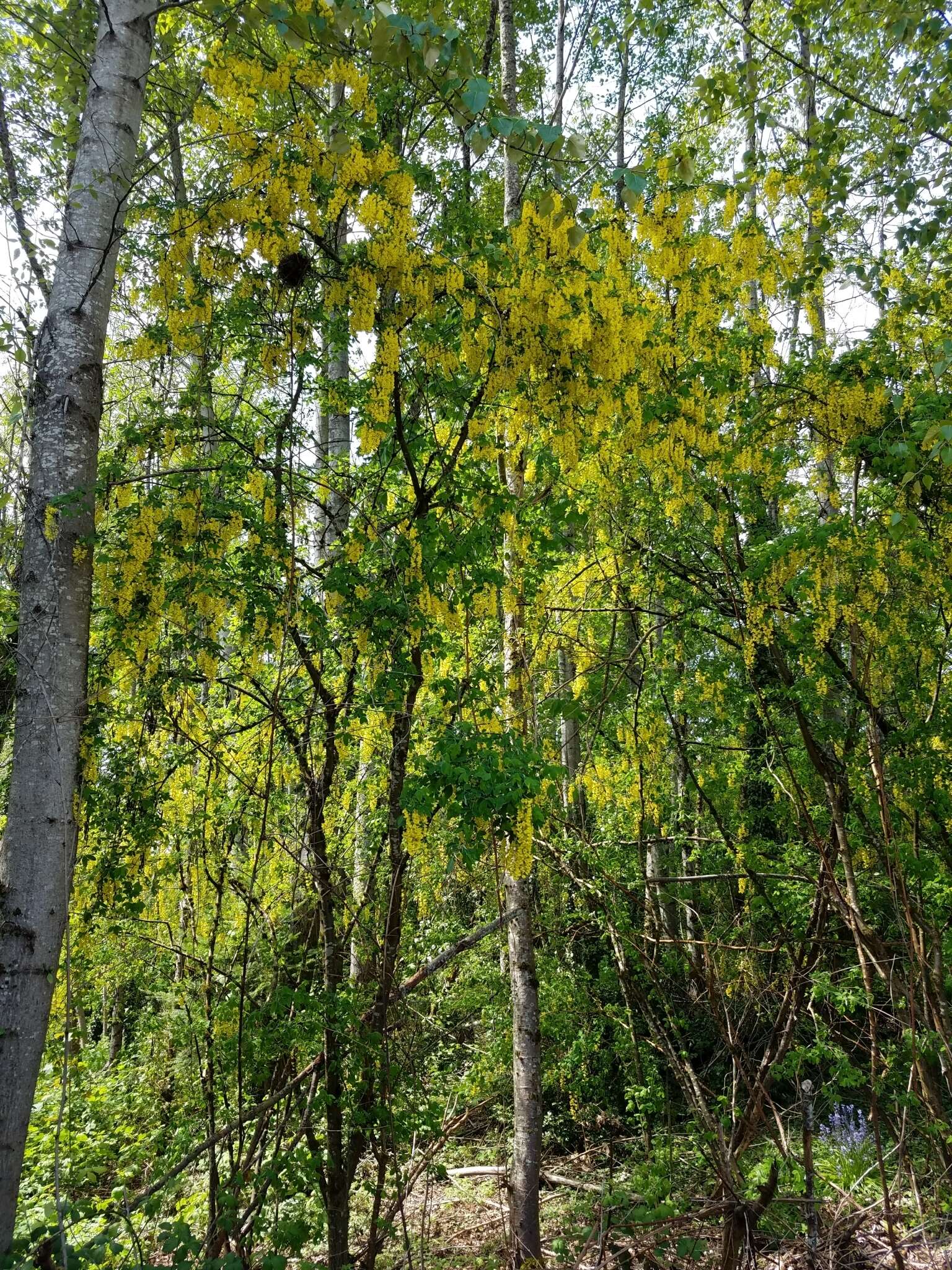 Image of Common Laburnum