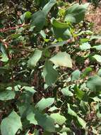 Image of Hakea prostrata R. Br.