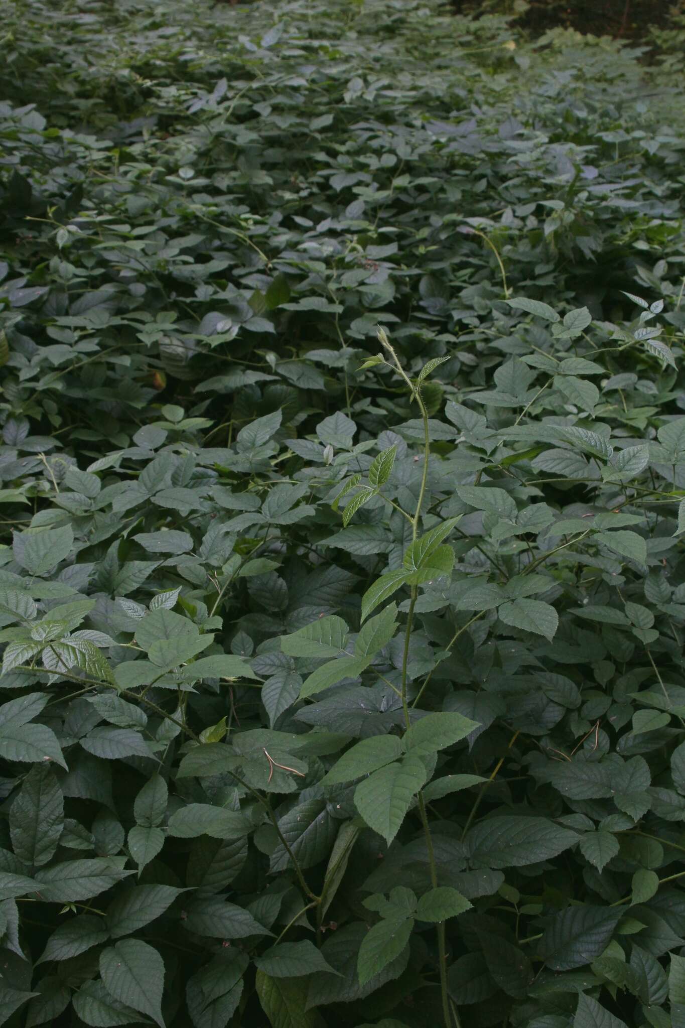 Imagem de Rubus hirtus Waldst. & Kit.