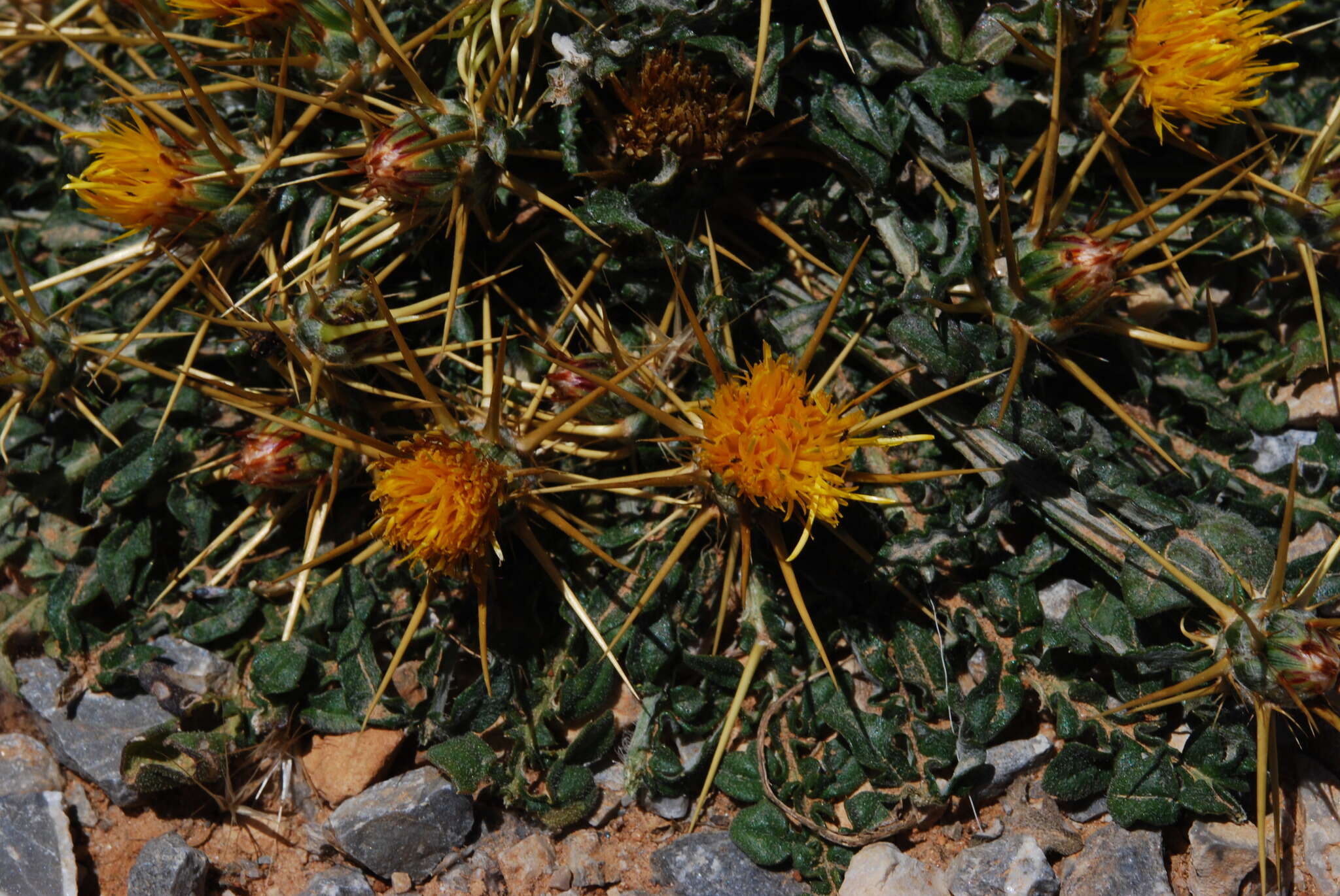 Image of Centaurea idaea Boiss. & Heldr.