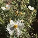 Image of Arizona pricklypoppy