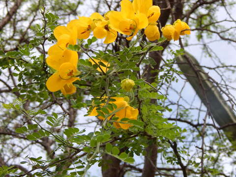 Image of Wislizenus' senna