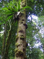 Слика од Dysoxylum parasiticum (Osbeck) Kosterm.