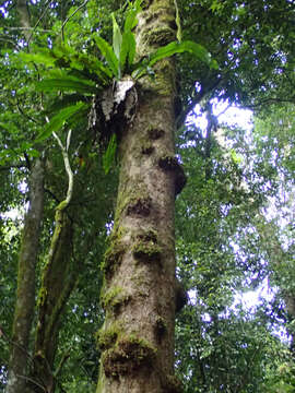 Image of Dysoxylum parasiticum (Osbeck) Kosterm.