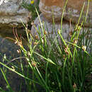 Image of Cyperus laevigatus subsp. laevigatus
