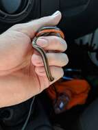 Image of Black-striped Snake