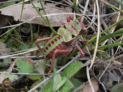 Image of Pycnogaster (Pycnogaster) valentini Pinedo 1987