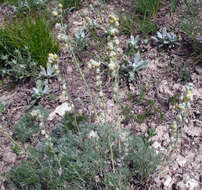 Image of Artemisia alpina Pall. ex Willd.