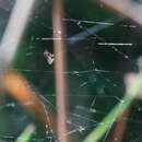 Image de Argyrodes argyrodes (Walckenaer 1841)