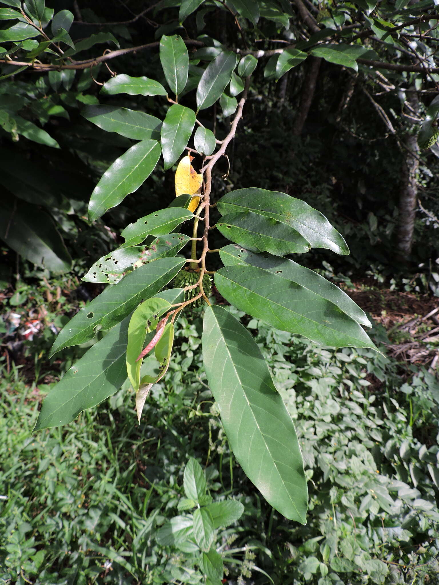 Image of Annona neosericea H. Rainer