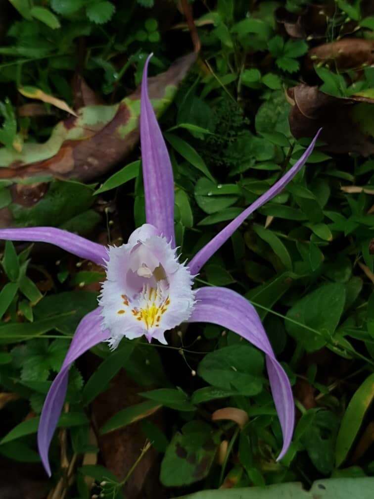 Plancia ëd Pleione praecox (Sm.) D. Don