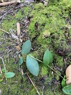 Image of Hibbertia perfoliata Hueg. ex Endl.