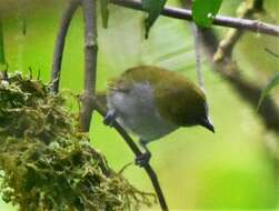 Image of Yellow-throated Bush Tanager