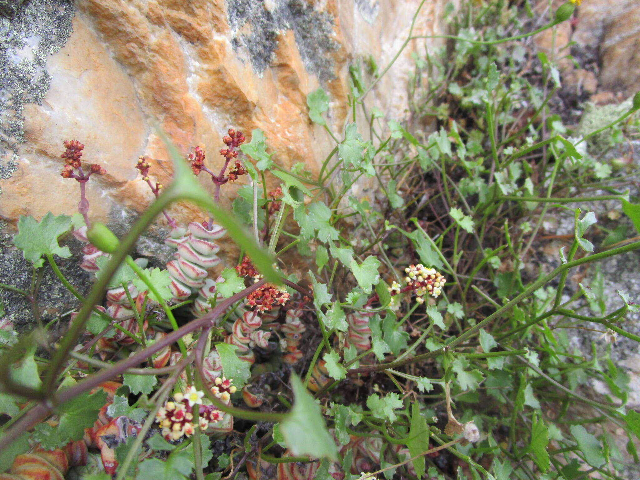 Image of Cineraria lobata subsp. lobata