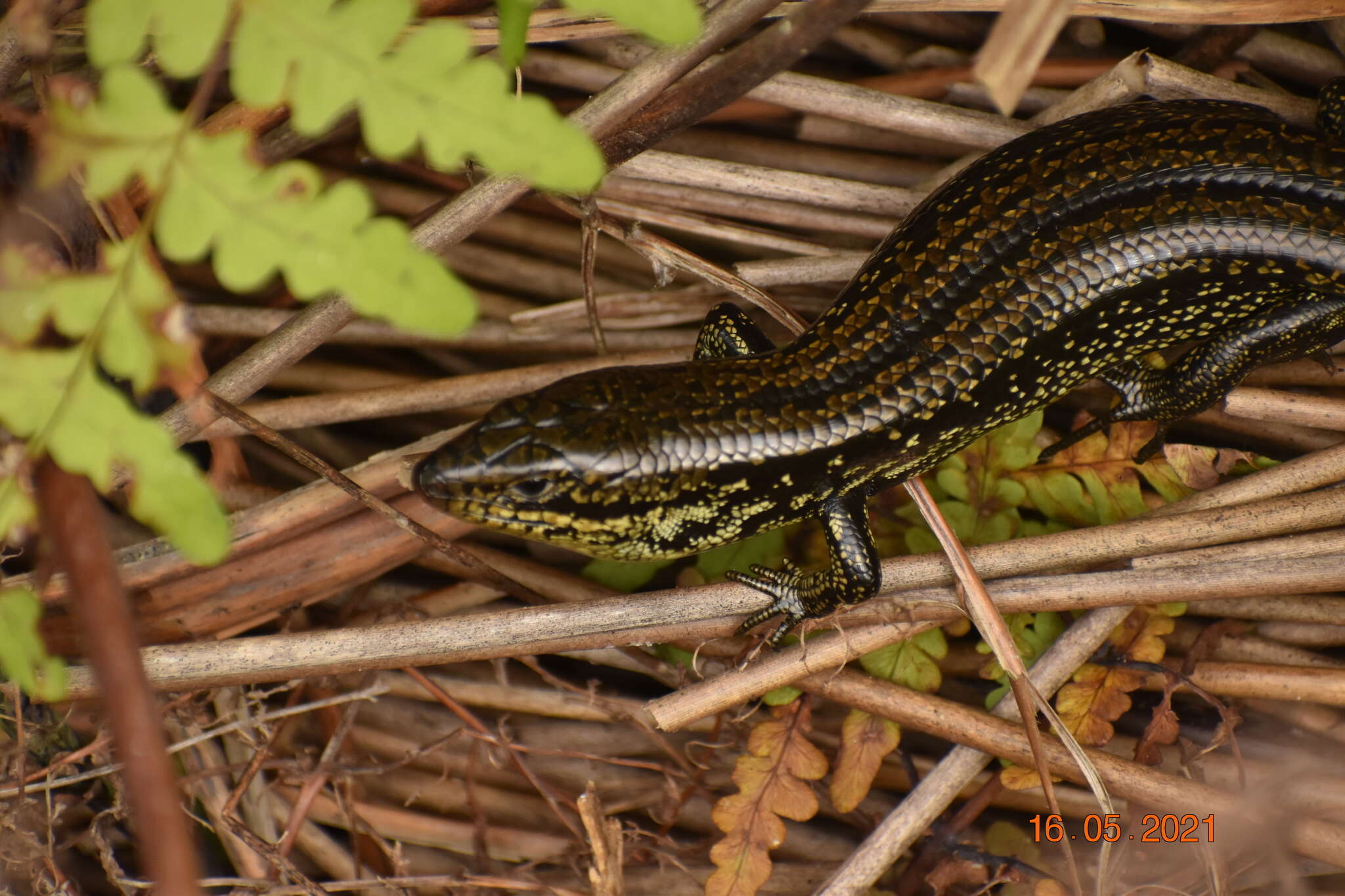 Image of Western Glossy Swamp Skink