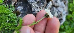 Achillea oxyloba subsp. schurii (Sch. Bip.) Heimerl resmi