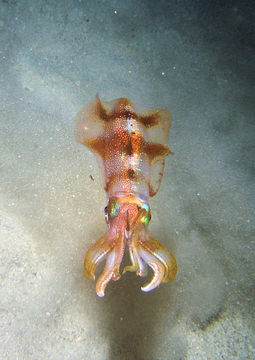 Image of bigfin reef squid