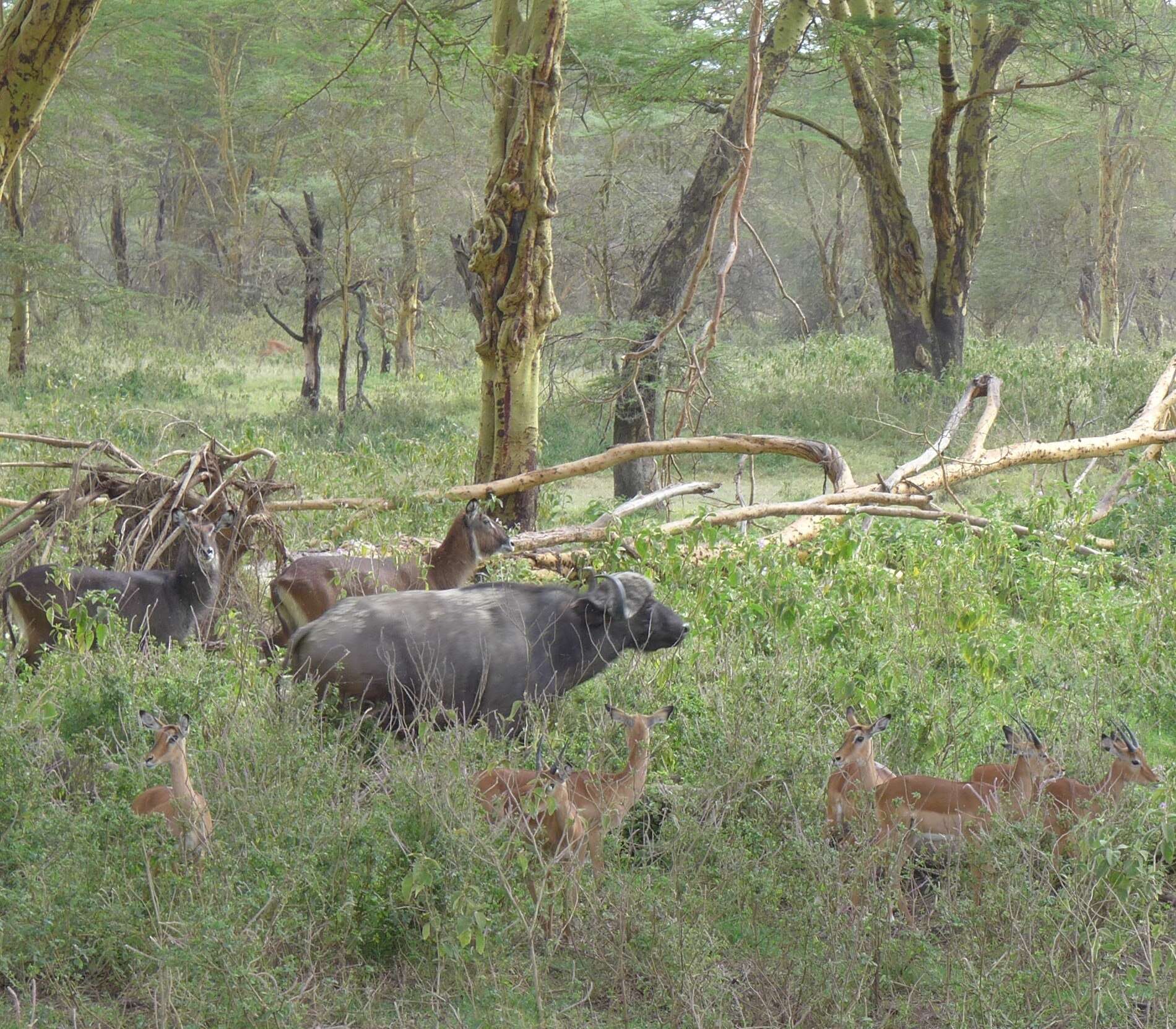 Image of Defassa Waterbuck