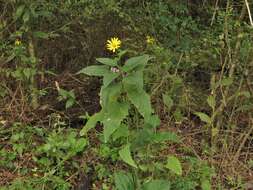 <i>Silphium <i>perfoliatum</i></i> var. perfoliatum resmi