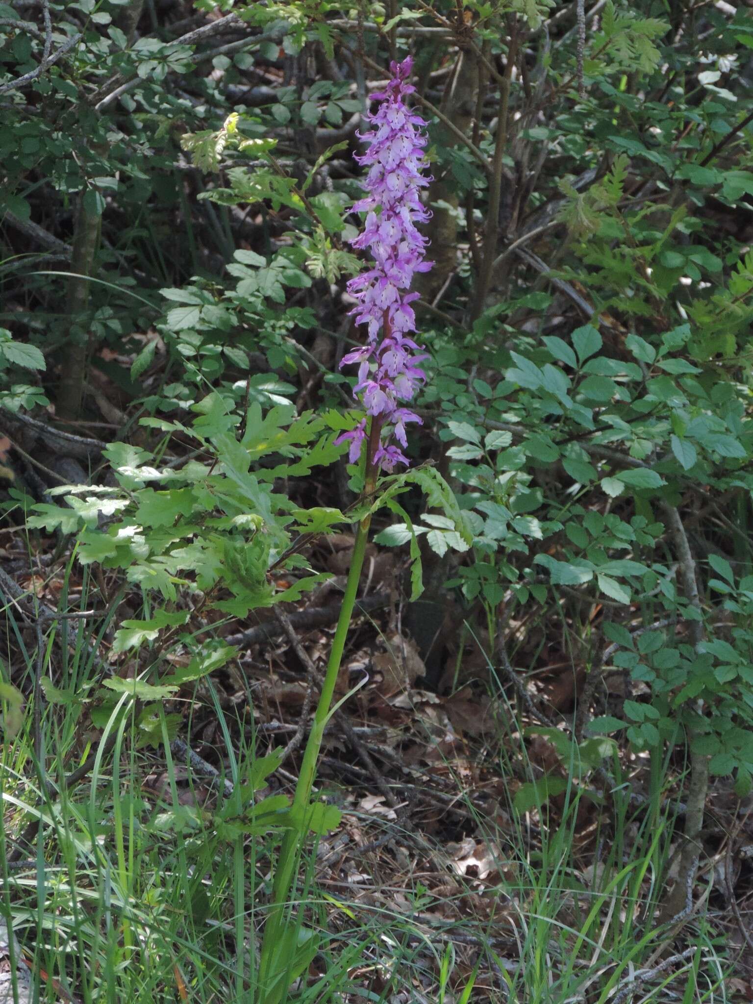 Image de Orchis mascula subsp. speciosa (Mutel) Hegi