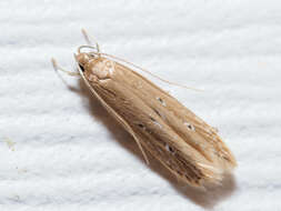 Image of Limnaecia phragmitella Stainton 1851