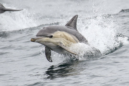 Image of Common Dolphin