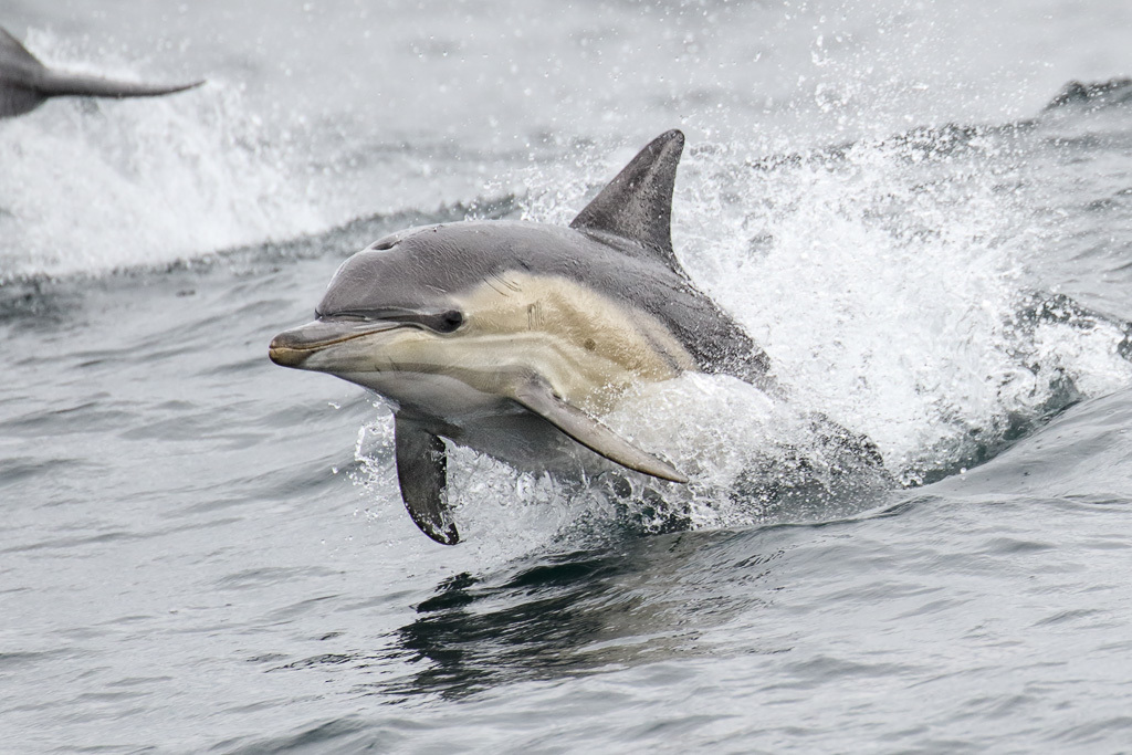 dolphins, killer whales, pilot whales, and relatives - Encyclopedia of Life