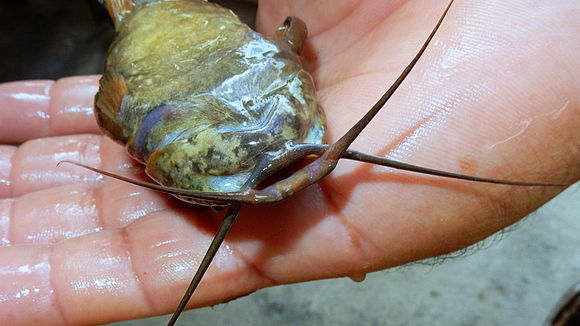 Image of armoured catfish