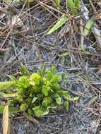 Image of tiny milkwort