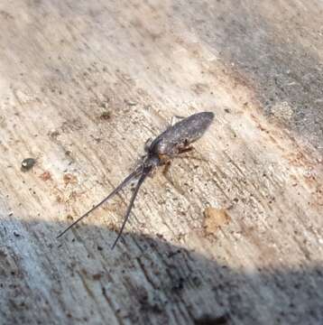 Image of Springtail