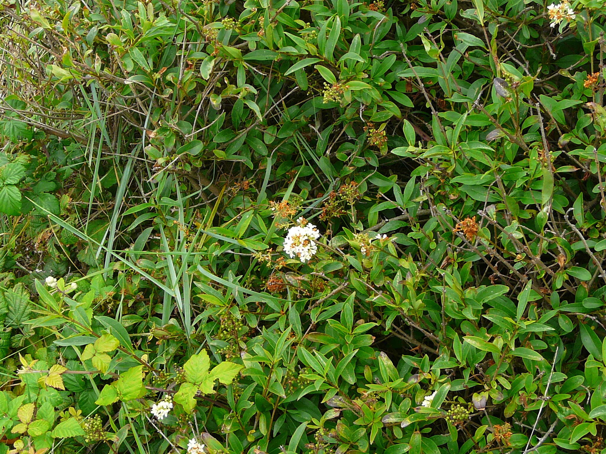 Image of European privet