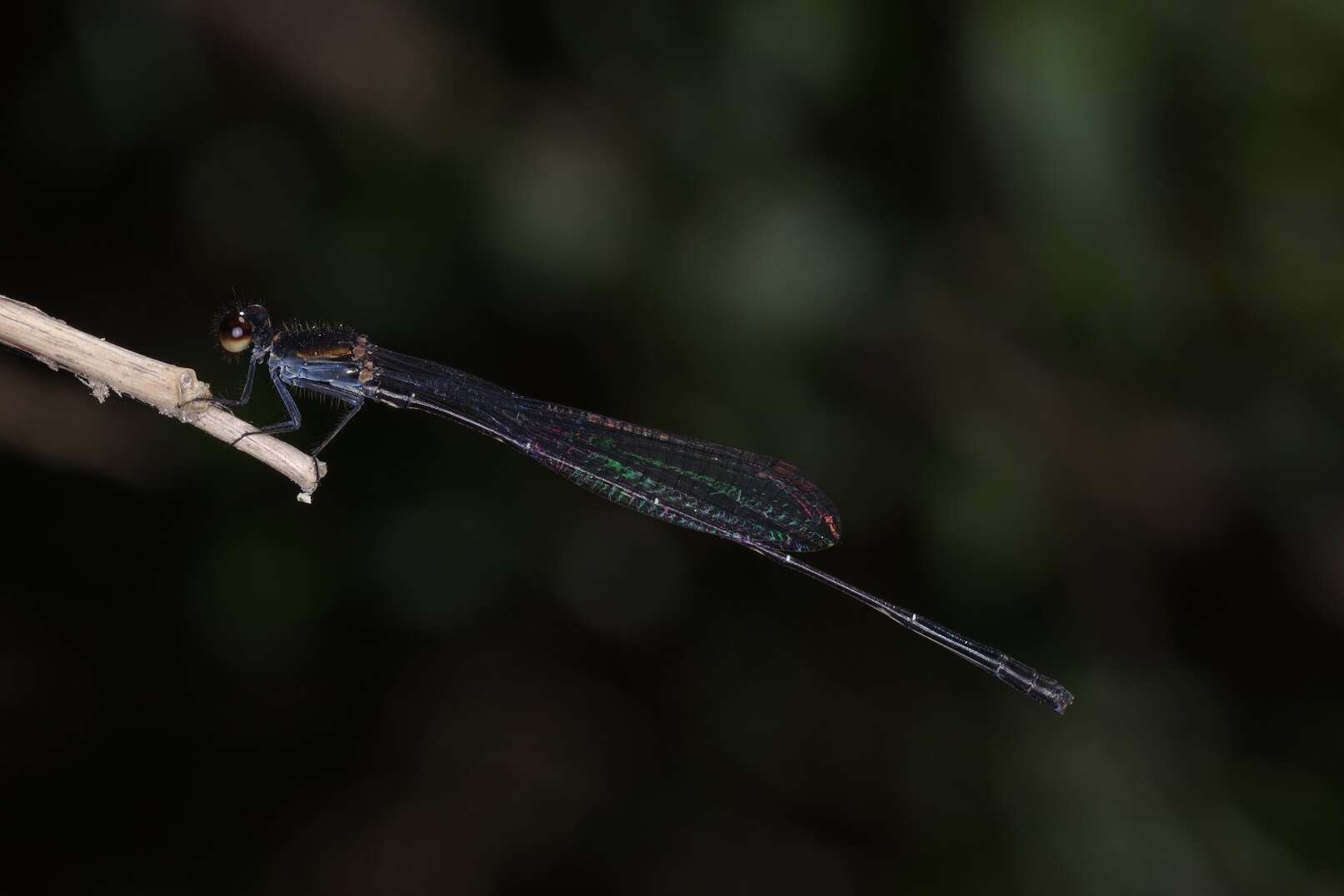 Image of Prodasineura autumnalis (Fraser 1922)