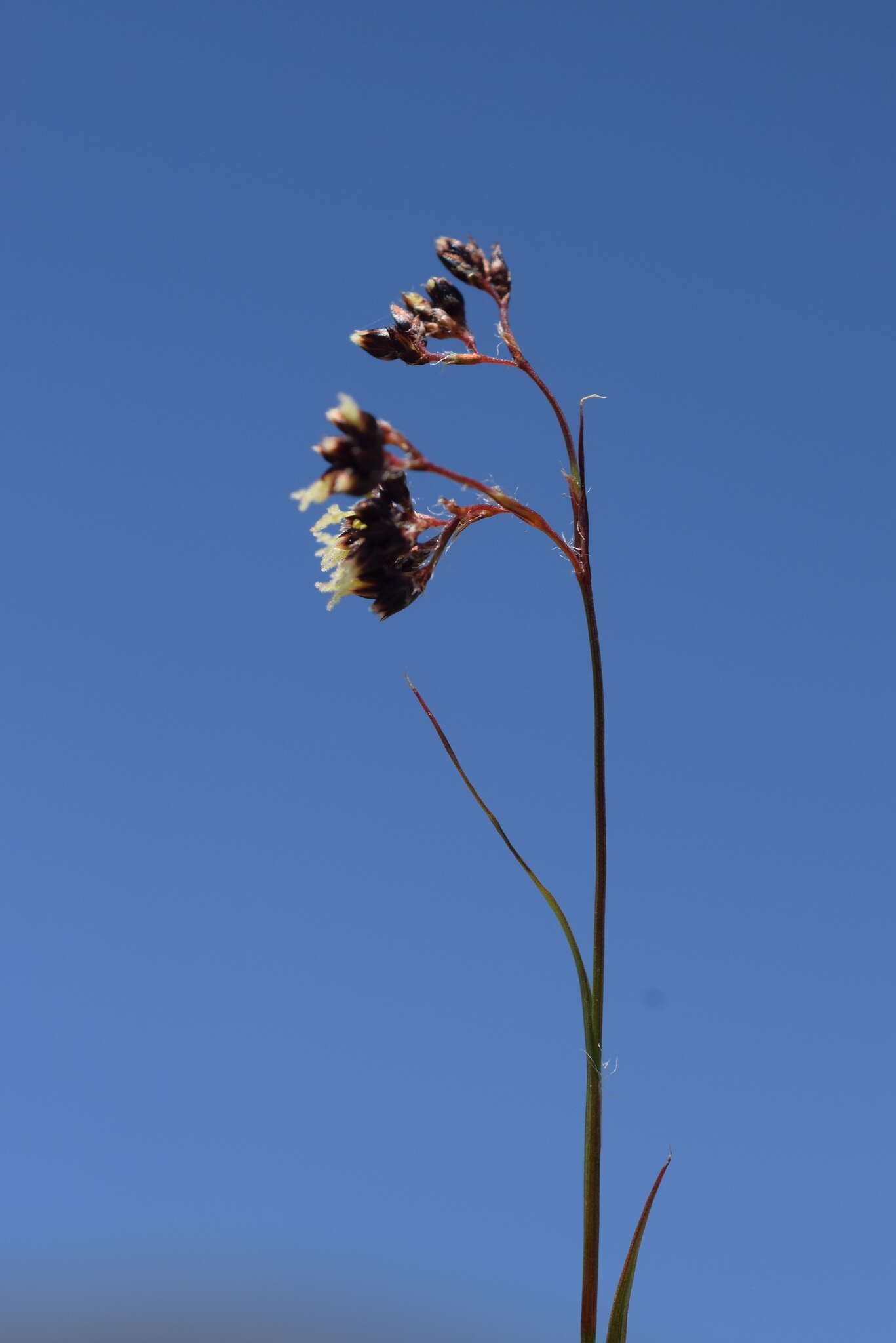 Image of alpine woodrush