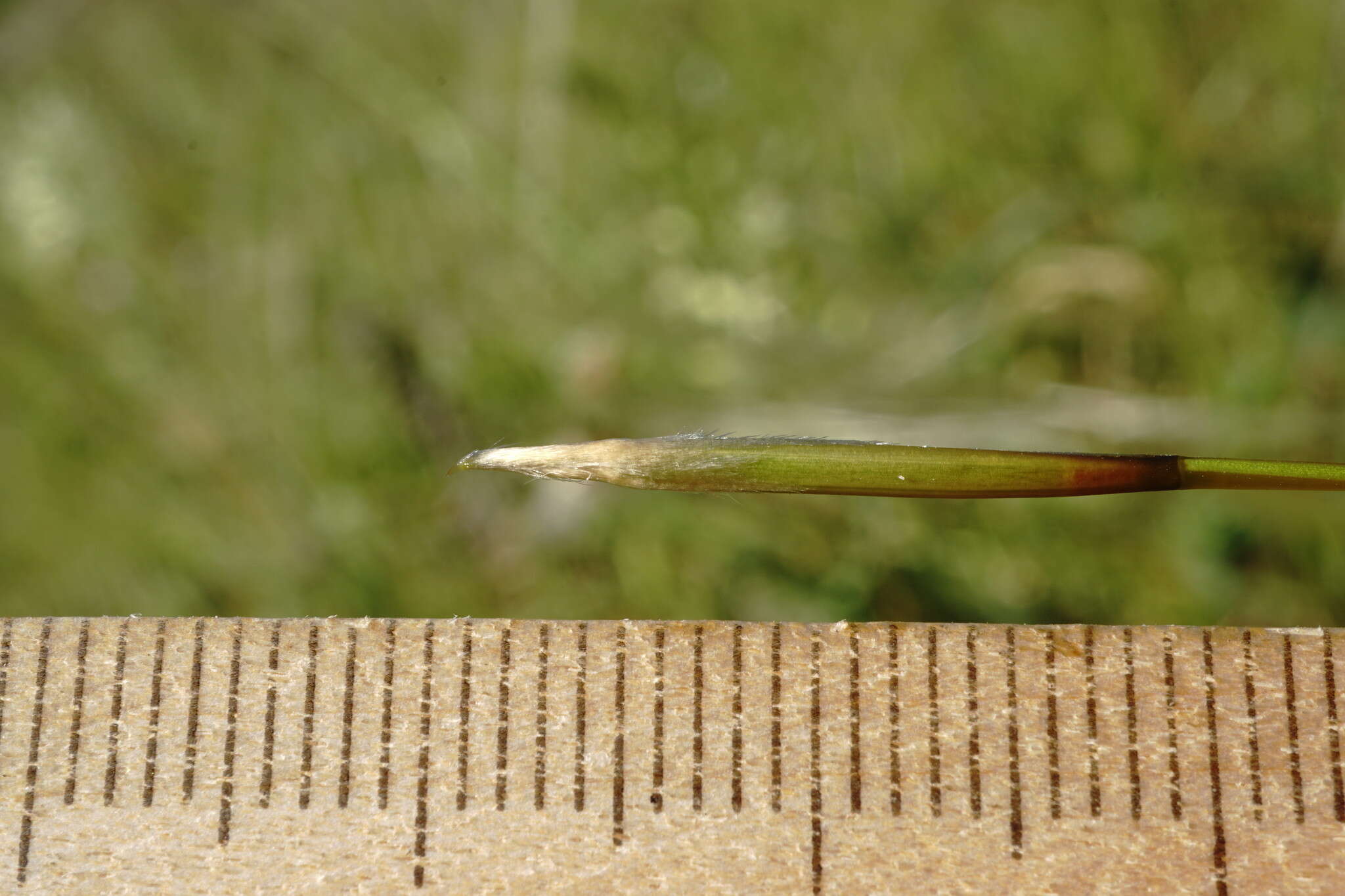 Plancia ëd Stipa pontica P. A. Smirn.