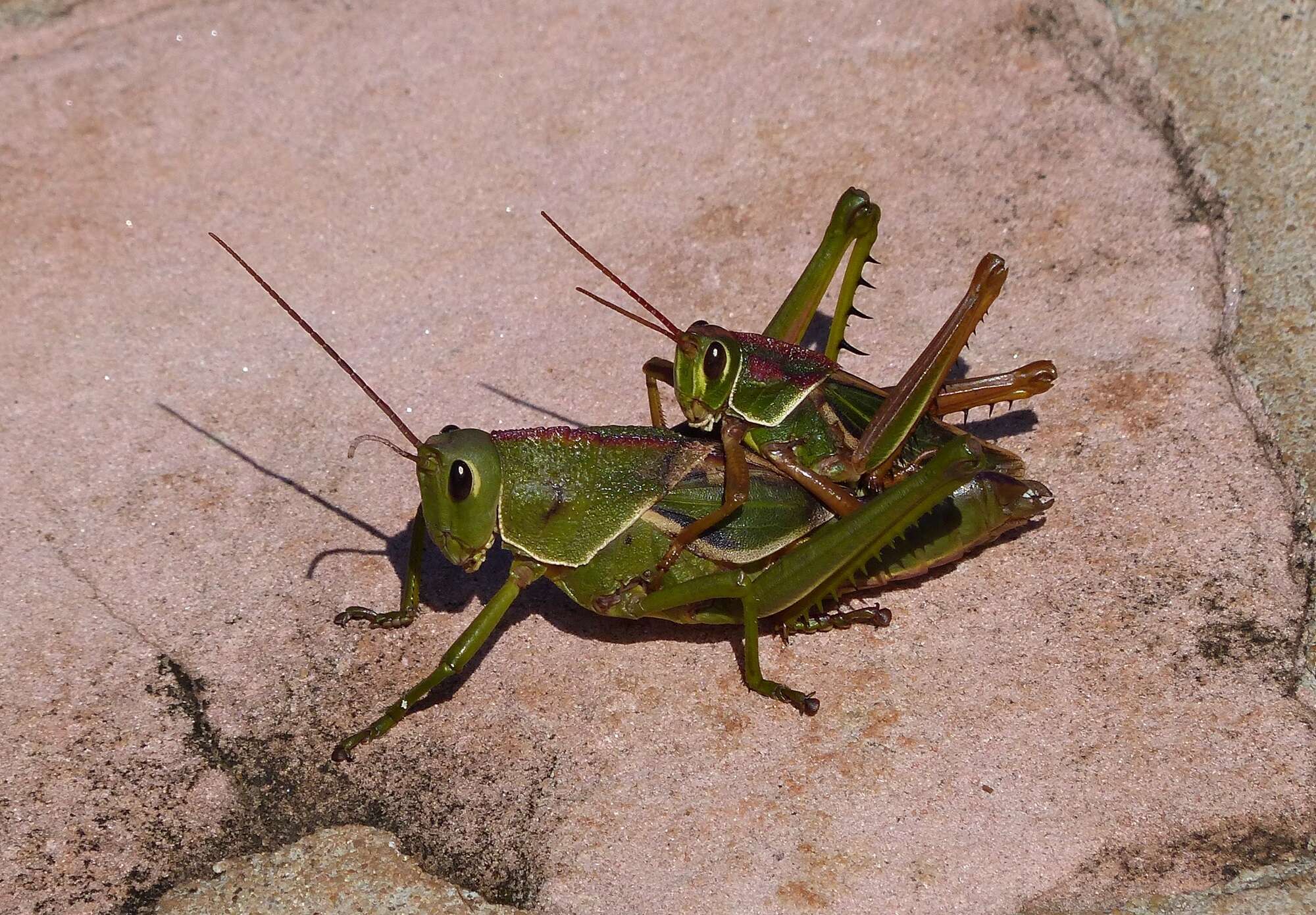 Plancia ëd Staleochlora arcuata iguazuensis Roberts, H. R. & Carbonell 1992