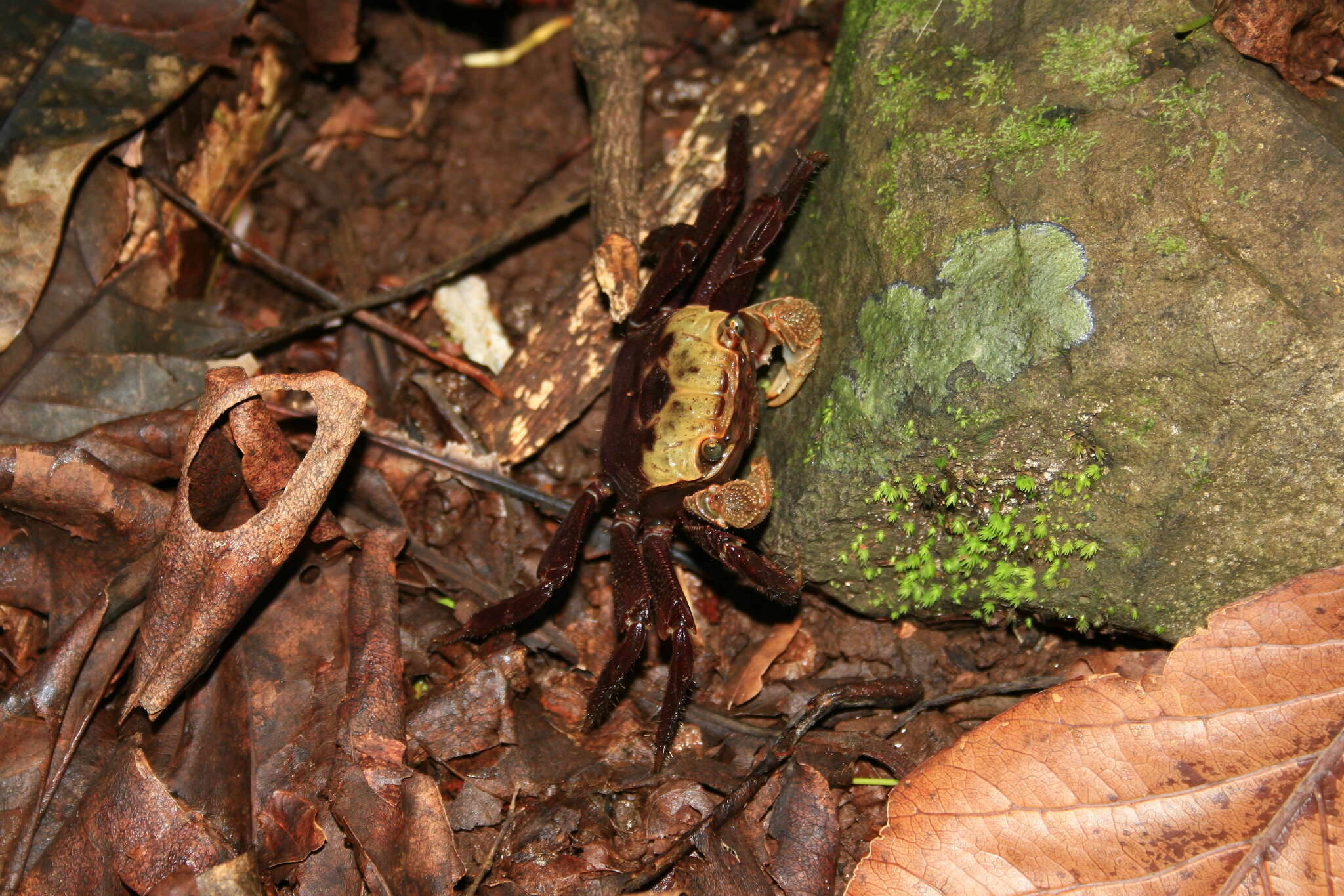 Image of Sesarmops impressus (H. Milne Edwards 1837)